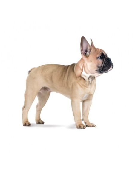 Advance Cão Mini ensitive Salmão e Arroz