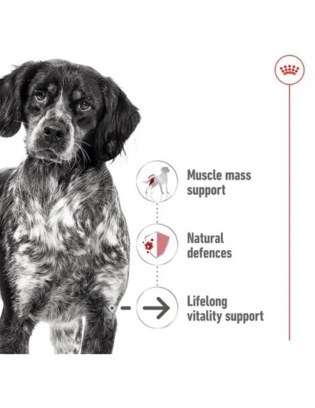 Royal Canin Cão Medio Ageing Humido