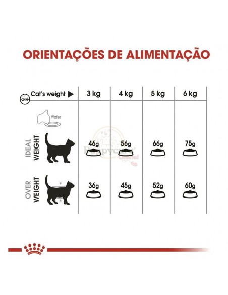 Royal Canin FCN Oral Care Alimento Seco Gato